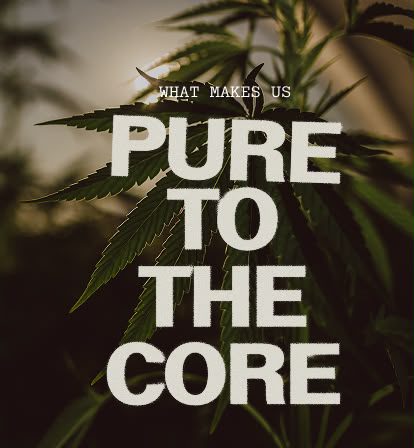 High-quality cannabis concentrate extract with rich texture and premium craftsmanship
